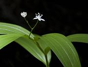 Starry Solomons Seal, Maianthmum stellata